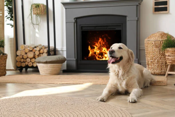 Dog laying on hardwood floors