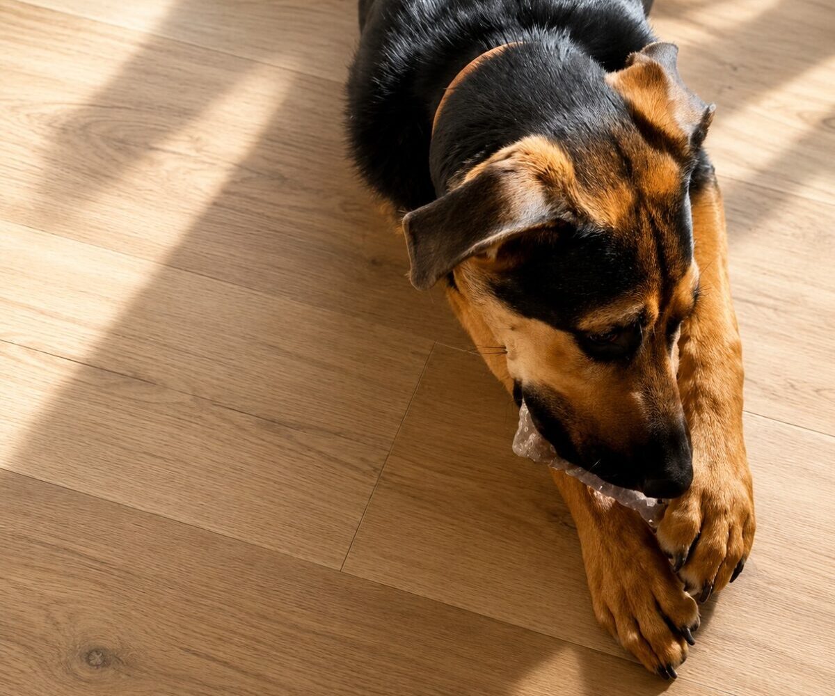 img dogdays e1785255640398 | World Famous Carpet Barn